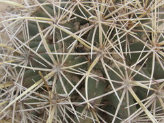 Coryphantha robustispina