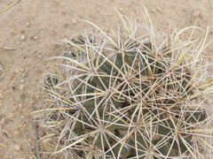 Coryphantha robustispina