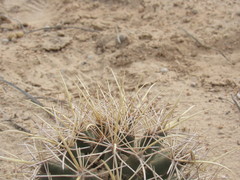 Coryphantha robustispina