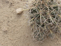 Coryphantha robustispina
