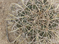 Coryphantha robustispina
