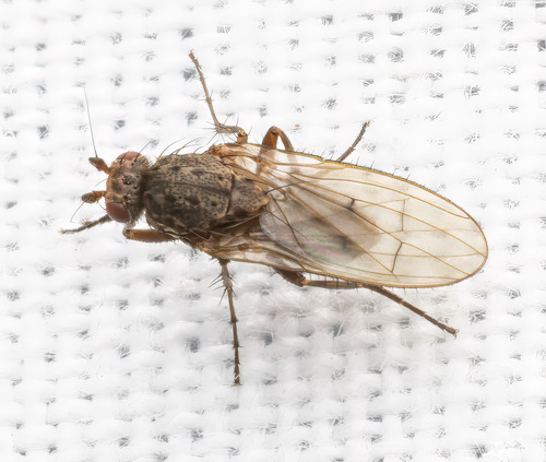 Unknown species found near Culpeper County, VA, USA