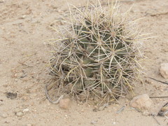 Coryphantha robustispina
