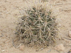Coryphantha robustispina
