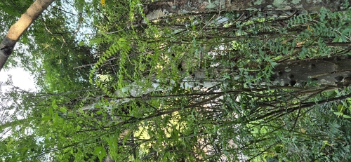 Zanthoxylum davyi, photograph 4