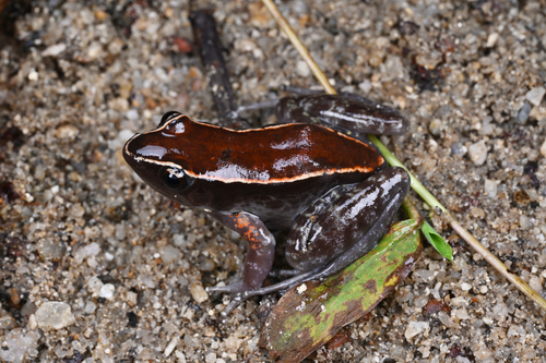 Abavorana luctuosa, 2025-07-15