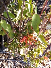 Tristerix corymbosus