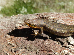 Trachylepis maculilabris