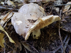 Lactarius argillaceifolius megacarpus