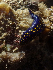 Dysideidae