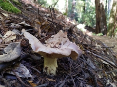 Lactarius argillaceifolius megacarpus