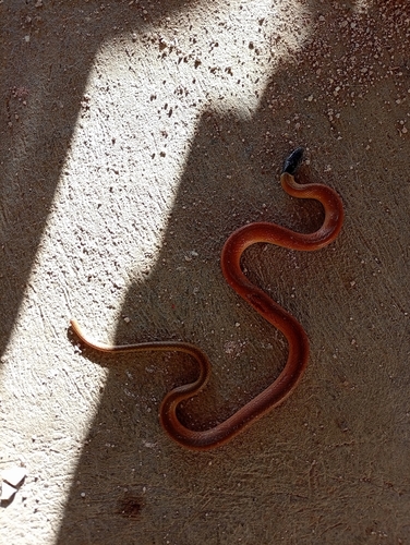 Stripeless Snake