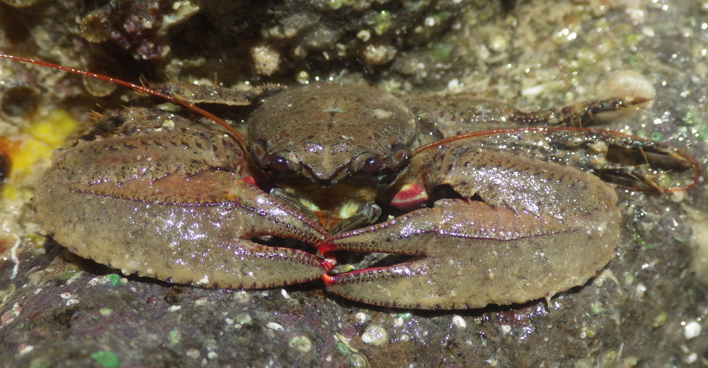 Petrolisthes nobilii