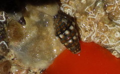 Pilsbryspira nymphia