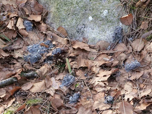 View observation of {o.common_name} on iNaturalist