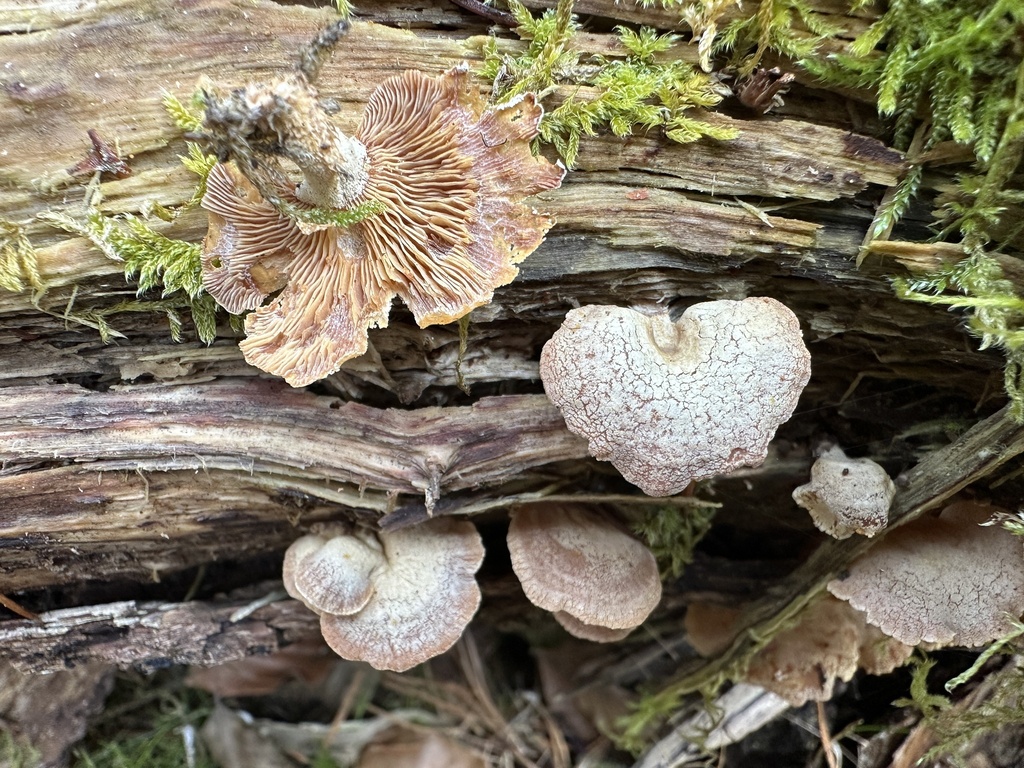 Panellus stipticus · March 2026 · photo: © katrin_simon (iNaturalist, cc-by)