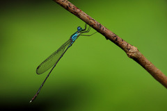 Indolestes vitiensis