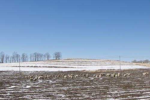 Domestic Sheep