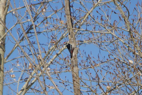 Great Spotted Woodpecker