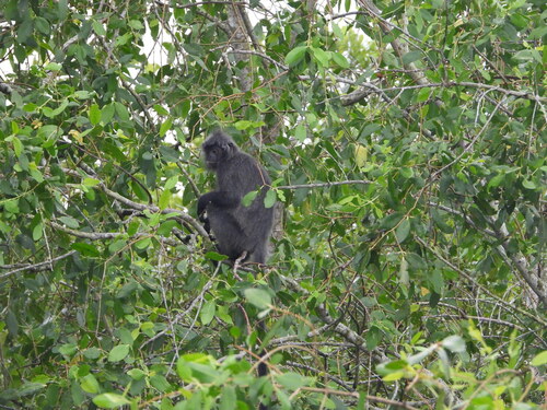 Trachypithecus cristatus