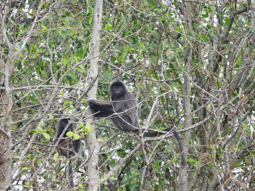 Trachypithecus cristatus