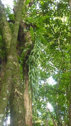 Ophioderma pendulum image