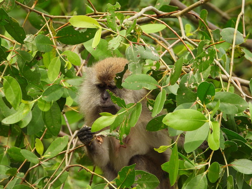Macaca fascicularis