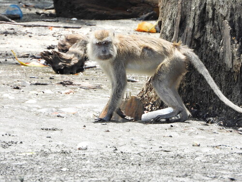 Macaca fascicularis