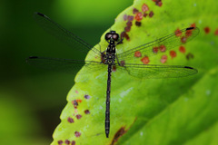 Hypothemis hageni