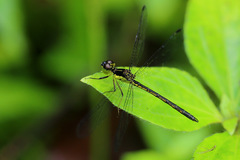 Hypothemis hageni