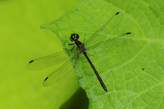 Hypothemis hageni