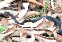 Crotaphopeltis tornieri