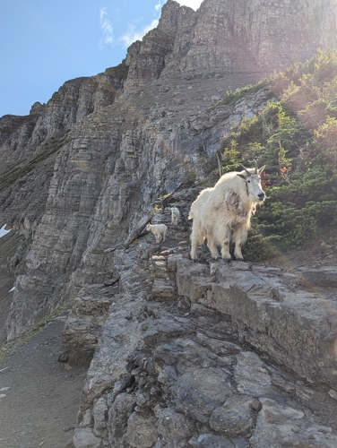 Mountain Goat photographed in Montana