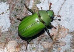 Pelidnota prasina