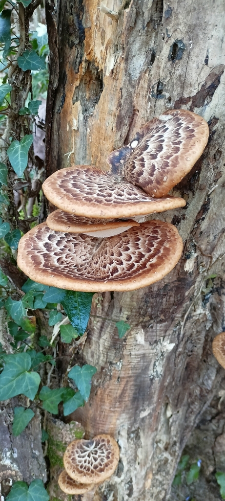 Cerioporus squamosus · March 2026 · photo: © margherita_bg (iNaturalist, cc0)
