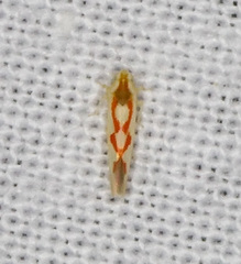 Zygina flammigera