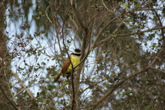 Pitangus sulphuratus