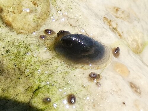 Ancylus fluviatilis