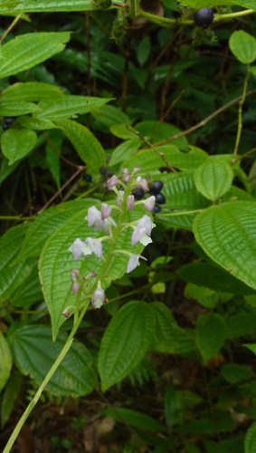 Polystachya concreta image