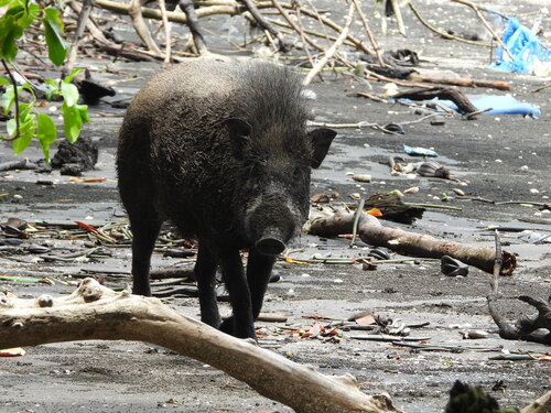 Sus scrofa
