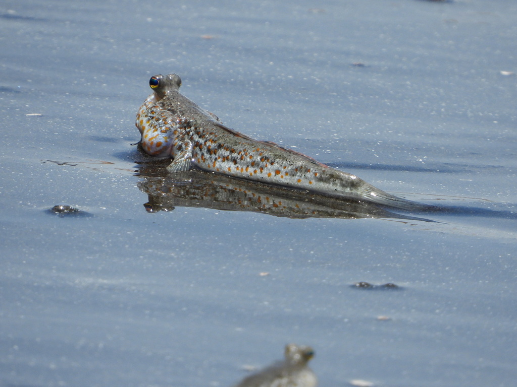 Gold-spotted Mudskipper (Periophthalmus chrysospilos)