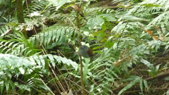 Terpsiphone bourbonnensis