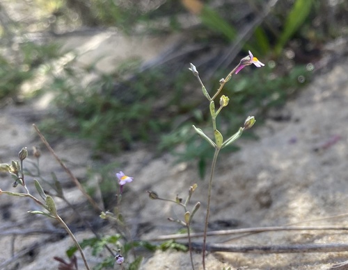 Linaria tursica