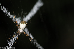 Argiope submaronica