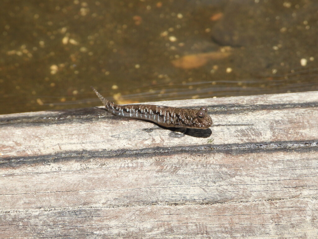 Barred mudskipper (Periophthalmus argentilineatus)