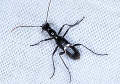 Ctenostoma