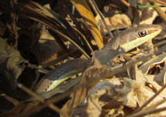 Psammophis orientalis