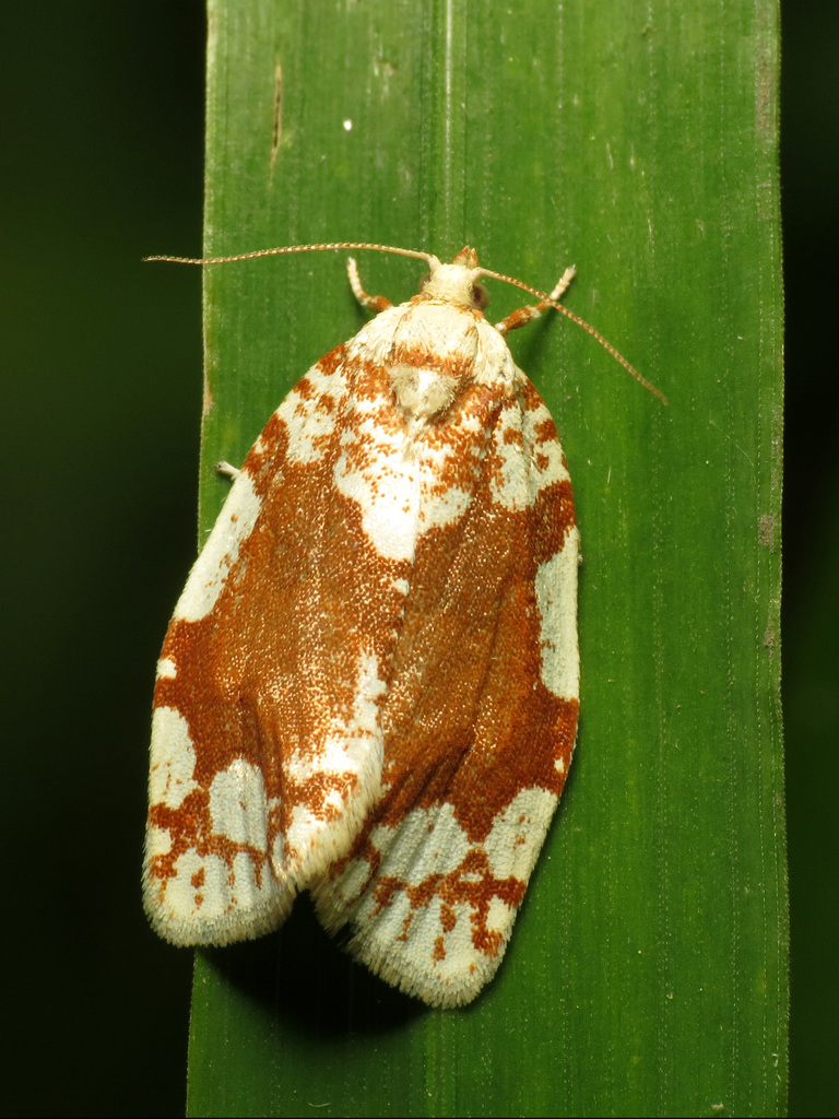 White-spotted Leafroller Moth