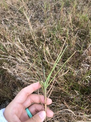 Hemarthria altissima