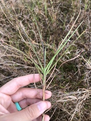 Hemarthria altissima